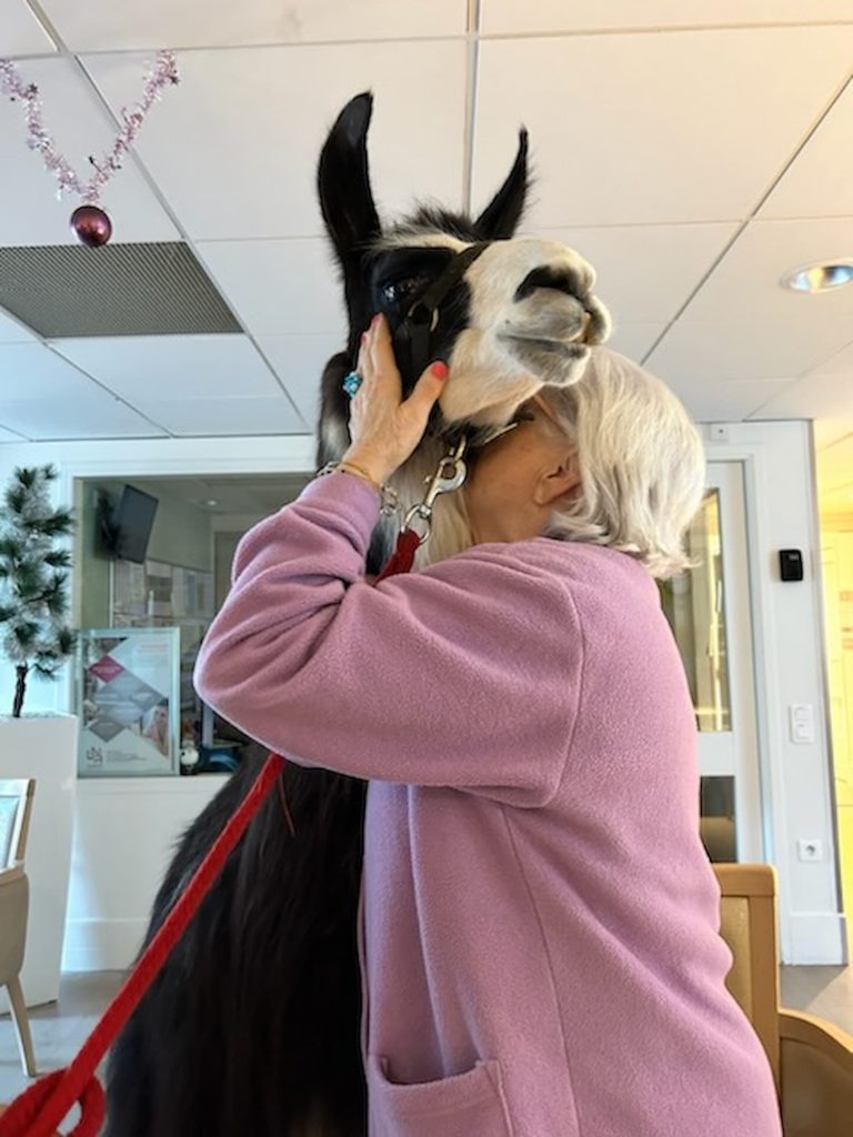 Moment de tendresse entre résident et Jules le lama